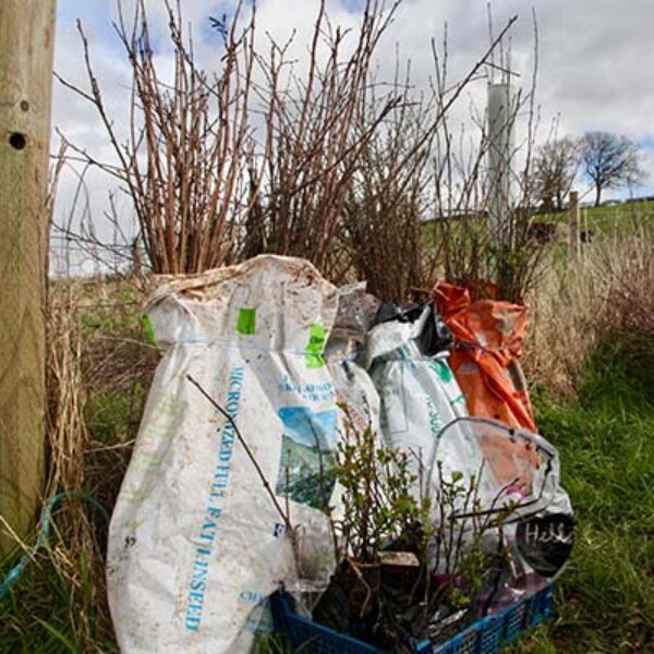 planting1
