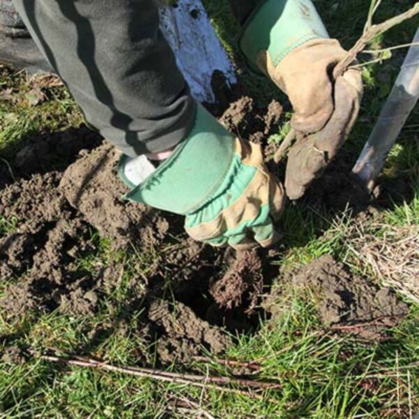 planting12