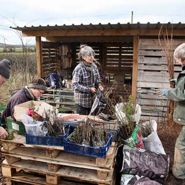 planting3